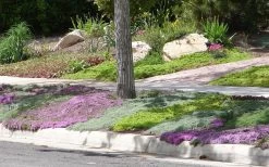 Woolly Creeping Thyme (Thymus Lanuginosis) - 6 Pack Of Pint Pots 20 Woolly Creeping Thyme (Thymus Lanuginosis) - 6 Pack Of Pint Pots -Outdoor Garden Store Thymus mixture 1