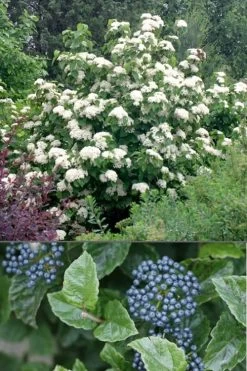All That Glows Arrowwood Viburnum - 2 Gallon Pot 11 All That Glows Arrowwood Viburnum - 2 Gallon Pot -Outdoor Garden Store Viburnum All That Glows 4