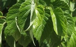 Chicago Luster Arrowwood Viburnum - 1 Gallon Pot 14 Chicago Luster Arrowwood Viburnum - 1 Gallon Pot -Outdoor Garden Store Viburnum Chicago Luster 1 1