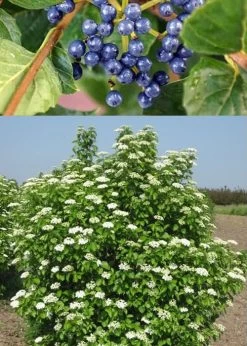 Chicago Luster Arrowwood Viburnum - 3 Gallon Pot 13 Chicago Luster Arrowwood Viburnum - 3 Gallon Pot -Outdoor Garden Store Viburnum Chicago Luster 3