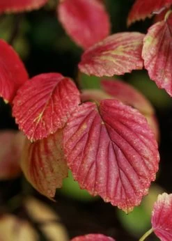 Chicago Luster Arrowwood Viburnum - 1 Gallon Pot 15 Chicago Luster Arrowwood Viburnum - 1 Gallon Pot -Outdoor Garden Store Viburnum Chicago Luster 4 1