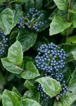 All That Glows Arrowwood Viburnum - 2 Gallon Pot 13 All That Glows Arrowwood Viburnum - 2 Gallon Pot -Outdoor Garden Store Viburnum Chicago Luster 5