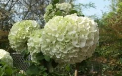 Chinese Snowball Viburnum Bush - 6 Pack Of 1 Gallon Pots -Outdoor Garden Store Viburnum Chinese Snowball Bloom Green 2