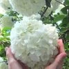 Chinese Snowball Viburnum Bush - 7 Gallon Pot (3-4') -Outdoor Garden Store Viburnum Chinese Snowball Rev 500x750 2