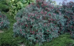 Dwarf Evergreen Snowball Viburnum 'Conoy' - 3 Gallon Pot 14 Dwarf Evergreen Snowball Viburnum 'Conoy' - 3 Gallon Pot -Outdoor Garden Store Viburnum Conoy 2