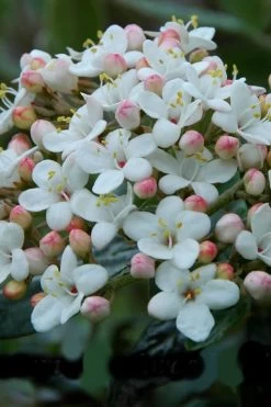 Dwarf Evergreen Snowball Viburnum 'Conoy' - 3 Gallon Pot 13 Dwarf Evergreen Snowball Viburnum 'Conoy' - 3 Gallon Pot -Outdoor Garden Store Viburnum Conoy 6