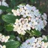 Dwarf Evergreen Snowball Viburnum 'Conoy' - 3 Gallon Pot 1 Dwarf Evergreen Snowball Viburnum 'Conoy' - 3 Gallon Pot -Outdoor Garden Store Viburnum Conoy 8