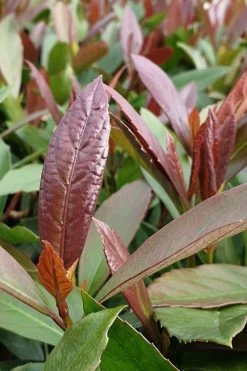 Coppertop Sweet Viburnum - 2 Gallon Pot 9 Coppertop Sweet Viburnum - 2 Gallon Pot -Outdoor Garden Store Viburnum Coppertop 3 1