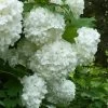 European Snowball Viburnum Bush - 3 Gallon Pot -Outdoor Garden Store Viburnum European Snowball 6