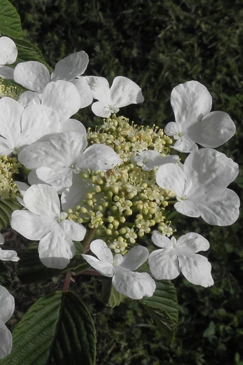 Mariesii Doublefile Viburnum - 3 Gallon Pot 8 Mariesii Doublefile Viburnum - 3 Gallon Pot - Image 6
