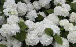 Popcorn Snowball Viburnum Bush - 3 Gallon Pot -Outdoor Garden Store Viburnum Popcorn 1 1