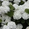 Popcorn Snowball Viburnum Bush - 3 Gallon Pot 1 Popcorn Snowball Viburnum Bush - 3 Gallon Pot -Outdoor Garden Store Viburnum Popcorn 1 500x750 2
