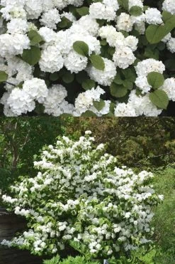 Popcorn Snowball Viburnum Bush - 3 Gallon Pot -Outdoor Garden Store Viburnum Popcorn 2 500x750 2