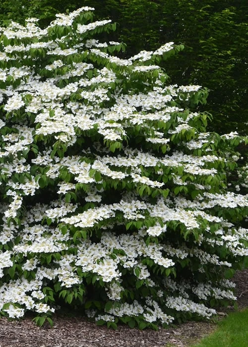 Shasta Doublefile Viburnum - 1 Gallon Pot 3 Shasta Doublefile Viburnum - 1 Gallon Pot