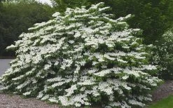 Shasta Doublefile Viburnum - 2 Gallon Pot 12 Shasta Doublefile Viburnum - 2 Gallon Pot -Outdoor Garden Store Viburnum Shasta 5 3