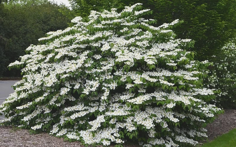 Shasta Doublefile Viburnum - 2 Gallon Pot 6 Shasta Doublefile Viburnum - 2 Gallon Pot - Image 4