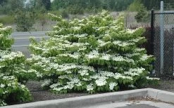 Shasta Doublefile Viburnum - 6 Pack Of 1 Gallon Pots -Outdoor Garden Store Viburnum Shasta 8 2