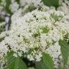 Snow Joey Viburnum - 2 Gallon Pot 2 Snow Joey Viburnum - 2 Gallon Pot -Outdoor Garden Store Viburnum Snow Joey 1 1