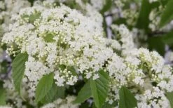 Snow Joey Viburnum - 2 Gallon Pot 13 Snow Joey Viburnum - 2 Gallon Pot -Outdoor Garden Store Viburnum Snow Joey 2 1