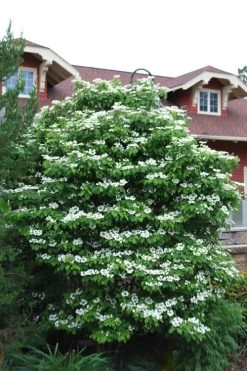 Summer Snowflake Viburnum - 3 Gallon Pot 14 Summer Snowflake Viburnum - 3 Gallon Pot -Outdoor Garden Store Viburnum Summer Snowflake 20 2