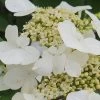Summer Snowflake Viburnum - 3 Gallon Pot 1 Summer Snowflake Viburnum - 3 Gallon Pot -Outdoor Garden Store Viburnum Summer Snowflake 21