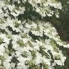 Summer Snowflake Viburnum - 6 Pack Of 1 Gallon Pots 2 Summer Snowflake Viburnum - 6 Pack Of 1 Gallon Pots -Outdoor Garden Store Viburnum Summer Snowflake 21 500x750 1