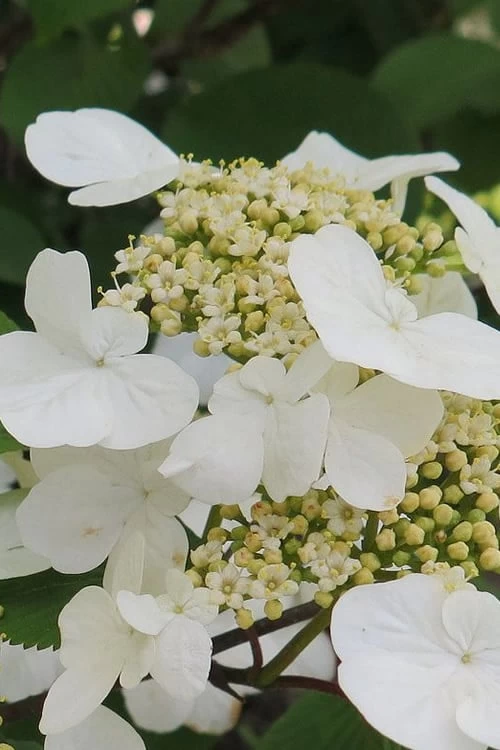 Summer Snowflake Viburnum - 3 Gallon Pot 3 Summer Snowflake Viburnum - 3 Gallon Pot