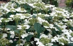 Summer Snowflake Viburnum - 6 Pack Of 1 Gallon Pots 15 Summer Snowflake Viburnum - 6 Pack Of 1 Gallon Pots -Outdoor Garden Store Viburnum Summer Snowflake 3