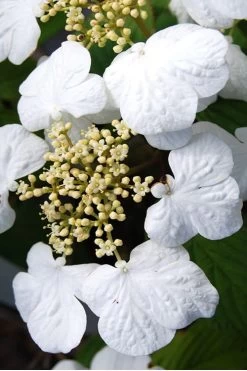 Summer Snowflake Viburnum - 3 Gallon Pot 16 Summer Snowflake Viburnum - 3 Gallon Pot -Outdoor Garden Store Viburnum Summer Snowflake 30