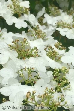 Summer Snowflake Viburnum - 3 Gallon Pot 17 Summer Snowflake Viburnum - 3 Gallon Pot -Outdoor Garden Store Viburnum Summer Snowflake 31 1