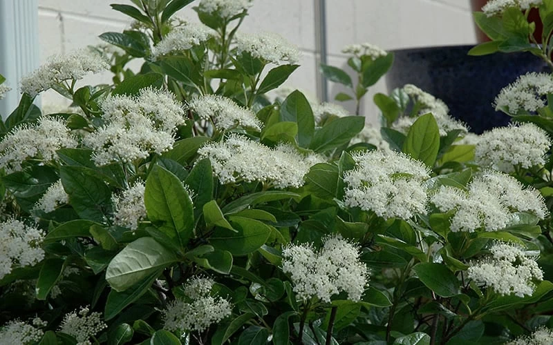 Winterthur Viburnum - 3 Gallon Pot 6 Winterthur Viburnum - 3 Gallon Pot - Image 4