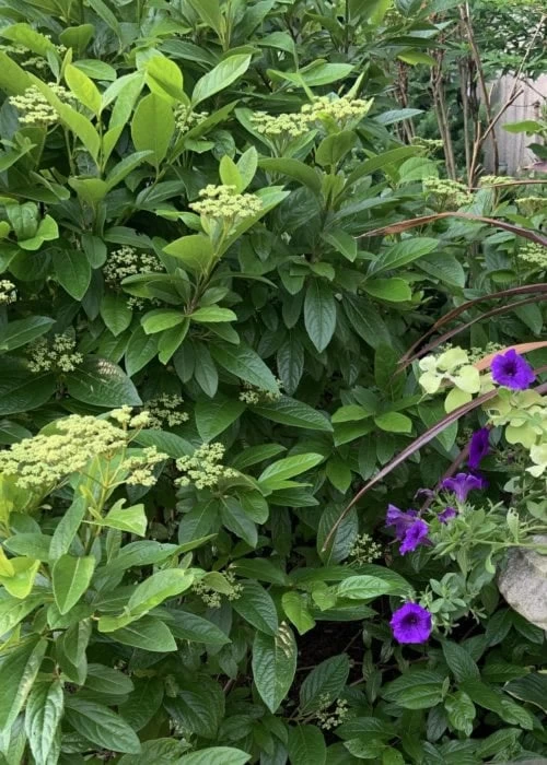 Winterthur Viburnum - 3 Gallon Pot 9 Winterthur Viburnum - 3 Gallon Pot - Image 7