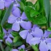 Evergreen Periwinkle - Vinca Minor - 6 Pack Of Pint Pots -Outdoor Garden Store Vinca Minor 10