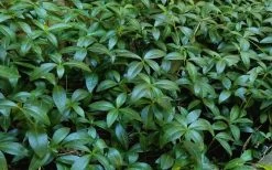 White Evergreen Periwinkle (Vinca Minor 'Alba') - 5 Pack Of Pint Pots -Outdoor Garden Store Vinca Minor 11