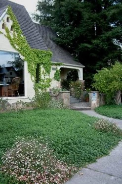 Evergreen Periwinkle - Vinca Minor - 6 Pack Of Pint Pots -Outdoor Garden Store Vinca Minor 14 1