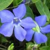 Evergreen Periwinkle - Vinca Minor - 18 Count Flat Of Pint Pots -Outdoor Garden Store Vinca Minor BS