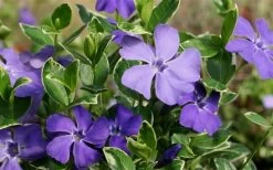 Ralph Shugert Variegated Periwinkle - Vinca Minor - 5 Pack Of Pint Pots -Outdoor Garden Store Vinca Minor Ralph Shugert Closeup