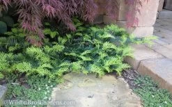 Creeping Japanese Plum Yew (Cephalotaxus Harringtonia 'Prostrata') - 3 Gallon Pot -Outdoor Garden Store Yew Creeping 2 50