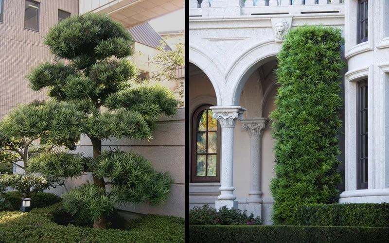 Podocarpus Macrophyllus Upright Yew - 3 Gallon Pot 10 Podocarpus Macrophyllus Upright Yew - 3 Gallon Pot - Image 8