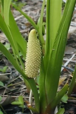American Sweet Flag (Acorus Americanus) - 1 Gallon Pot -Outdoor Garden Store acorus americanus american sweet flag 10
