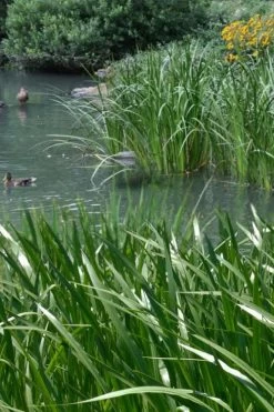 American Sweet Flag (Acorus Americanus) - 1 Gallon Pot -Outdoor Garden Store acorus americanus american sweet flag 11