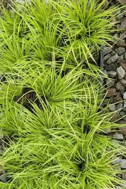 Dwarf Golden Sweet Flag (Acorus Gramineus 'Minimus Aureus') - 5 Pack Of Quart Pots -Outdoor Garden Store acorus gramineus minnimus aurea dwarf golden sweet flag 105