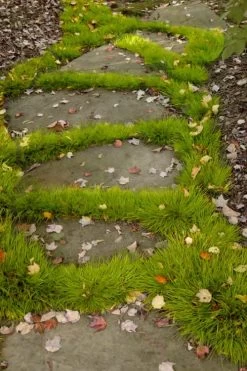 Dwarf Golden Sweet Flag (Acorus Gramineus 'Minimus Aureus') - 5 Pack Of Quart Pots -Outdoor Garden Store acorus gramineus minnimus aurea dwarf golden sweet flag 106