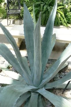 American Agave (Century Plant) - 3 Gallon Pot 13 American Agave (Century Plant) - 3 Gallon Pot -Outdoor Garden Store agave americana centrury plant 1