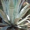 American Agave (Century Plant) - 3 Gallon Pot -Outdoor Garden Store agave americana centrury plant 4