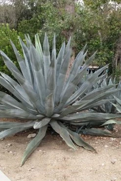 American Agave (Century Plant) - 3 Gallon Pot 12 American Agave (Century Plant) - 3 Gallon Pot -Outdoor Garden Store agave americana centrury plant 5