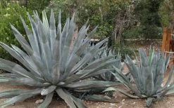 American Agave (Century Plant) - 3 Gallon Pot 11 American Agave (Century Plant) - 3 Gallon Pot -Outdoor Garden Store agave americana centrury plant 6
