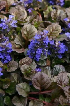 Bronze Beauty Ajuga (Bugleweed) - 36 Pack Of 3.5" Pint Pots 11 Bronze Beauty Ajuga (Bugleweed) - 36 Pack Of 3.5" Pint Pots -Outdoor Garden Store ajuga bronze beauty 28 1