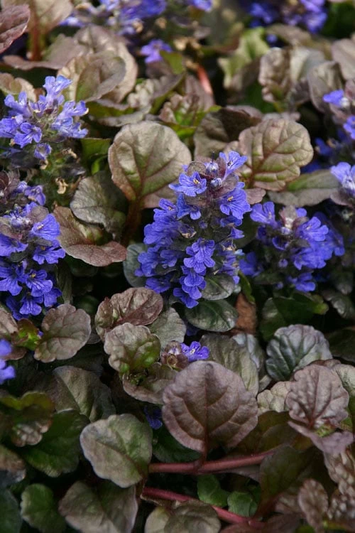Bronze Beauty Ajuga (Bugleweed) - 36 Pack Of 3.5" Pint Pots 6 Bronze Beauty Ajuga (Bugleweed) - 36 Pack Of 3.5" Pint Pots - Image 4