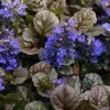 Bronze Beauty Ajuga - Bugleweed - 1 Gallon Pot -Outdoor Garden Store ajuga bronze beauty 28